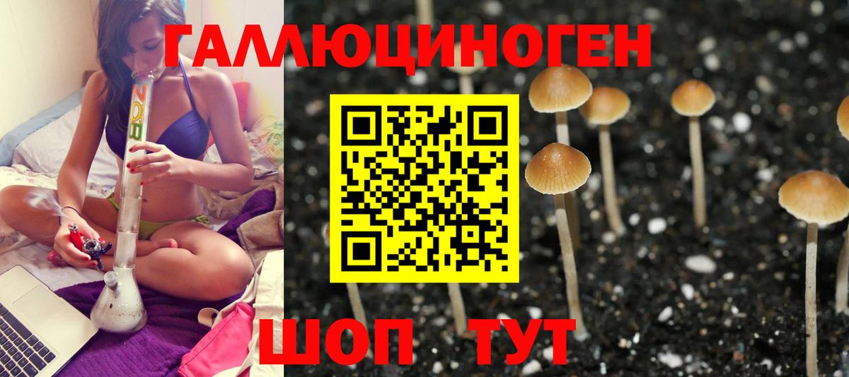 Галлюциногенные грибы Psilocybe Нефтекумск